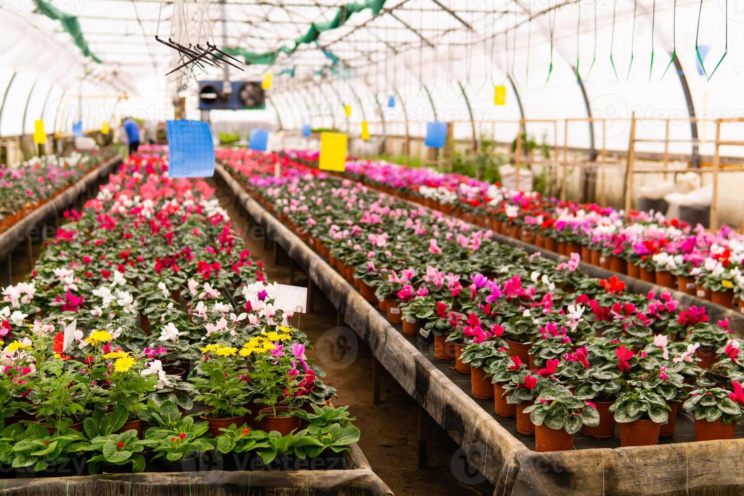 suddig interiör av ett industriell växthus med blommor foto