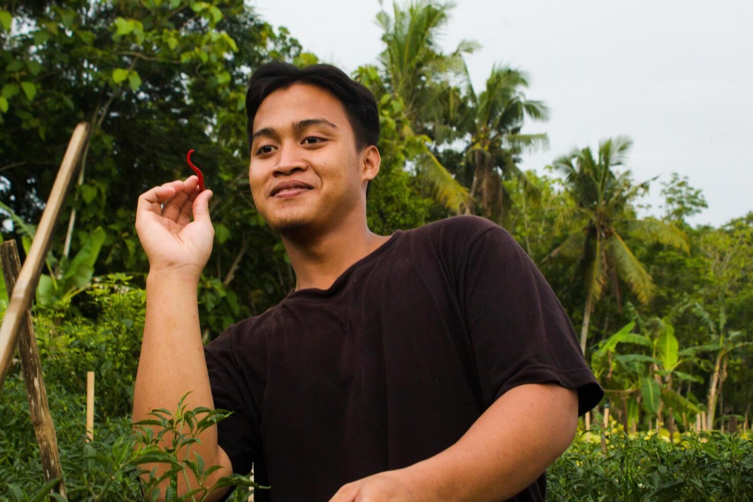 ung asiatisk jordbrukare är väljer chilipeppar redo till skörda på middag bär en svart t-shirt foto