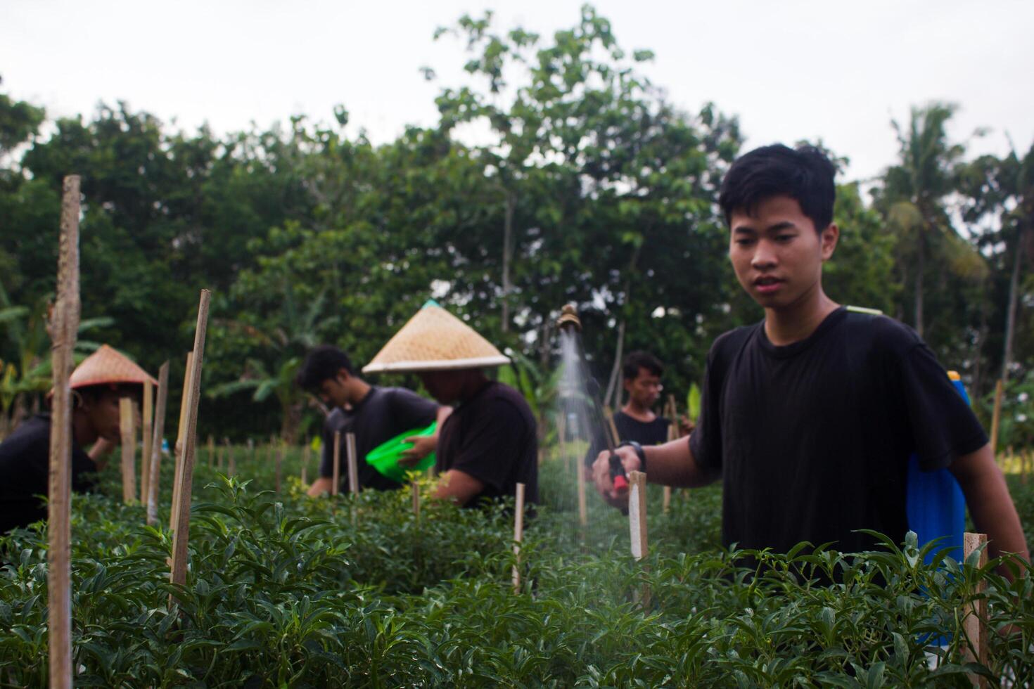 5 ung asiatisk jordbrukare är sortering chilipeppar för skörda i de trädgård. under de dag använder sig av traditionell verktyg och svart t-tröjor foto