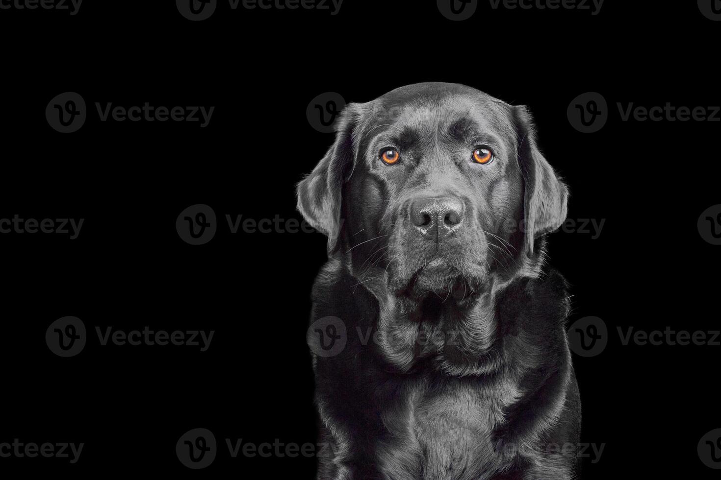 studio porträtt av en renrasig labrador retriever hund. en sällskapsdjur hund på en svart bakgrund. foto