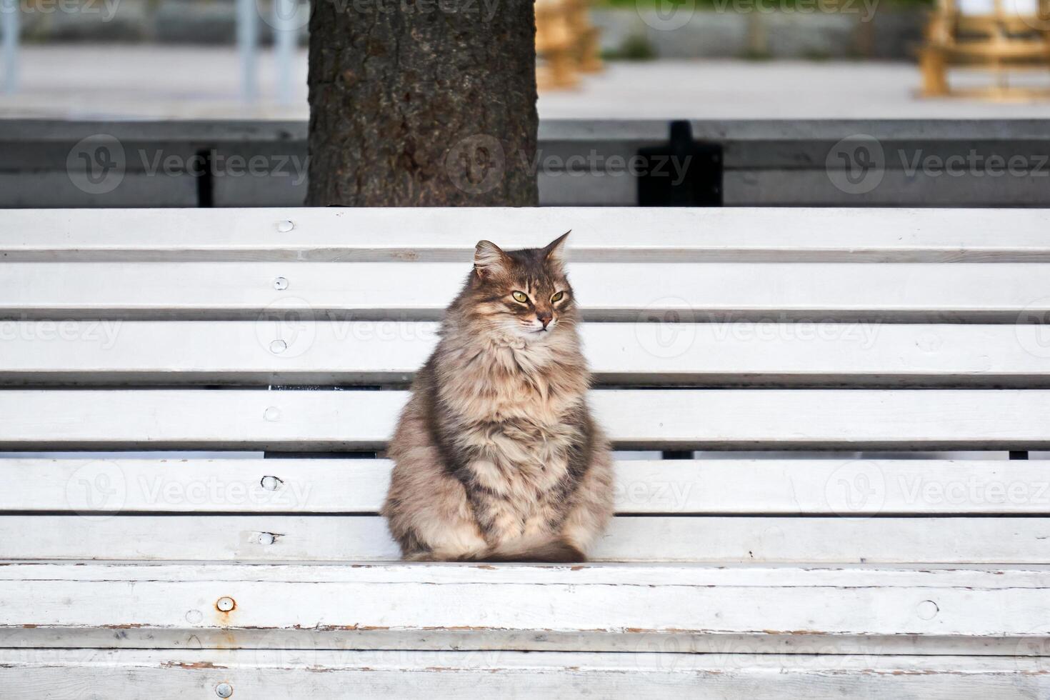 fluffig herrelös katt Sammanträde på en parkera bänk foto