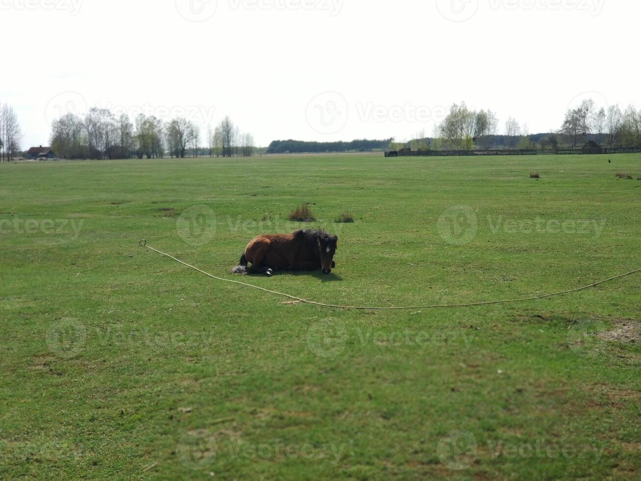 en häst vilar på ett ändlös grön sommar fält foto