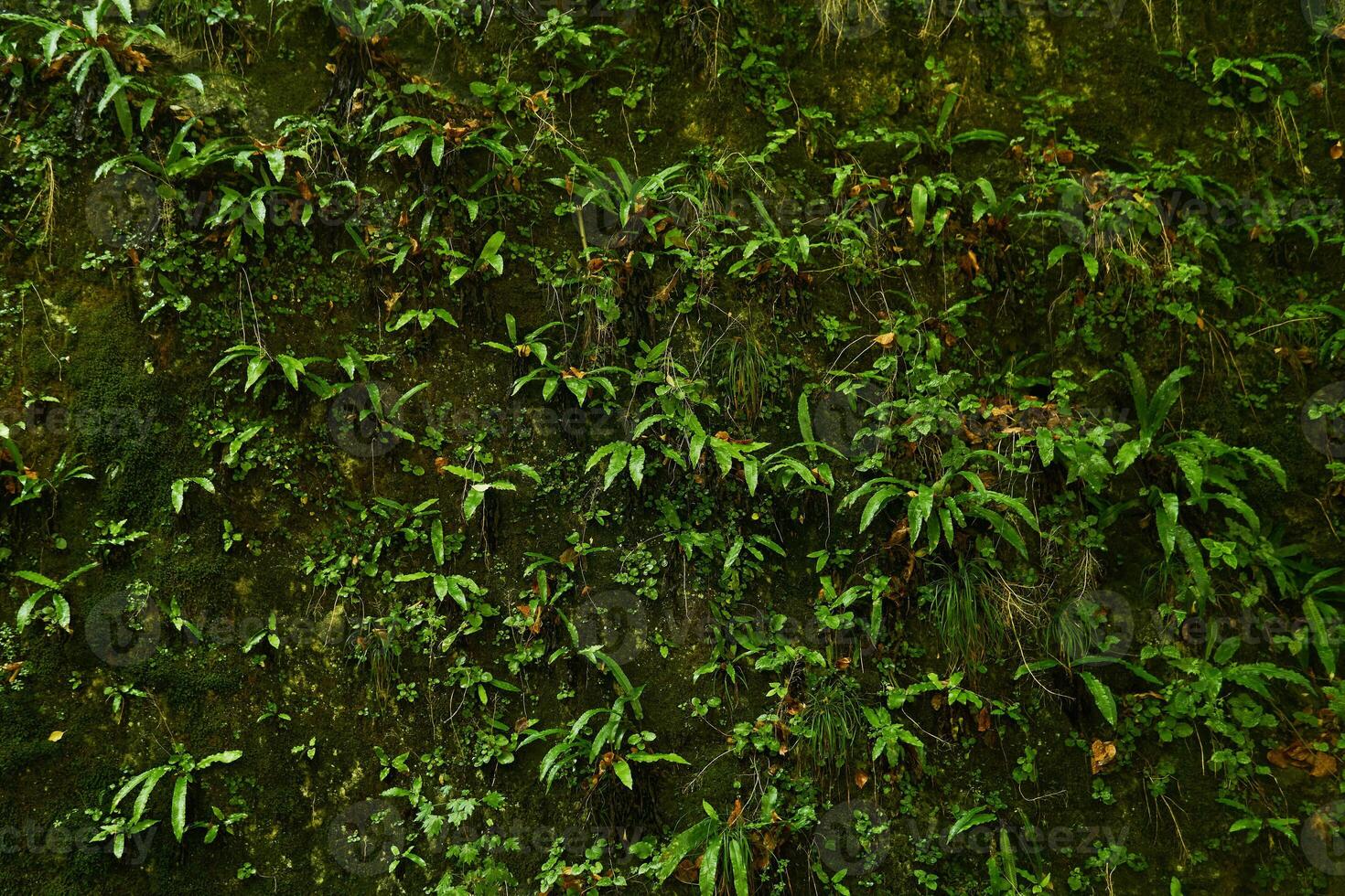 naturlig bakgrund - en vertikal sten i en tropisk skog, helt och hållet täckt med olika vegetation, mossor och ormbunkar foto