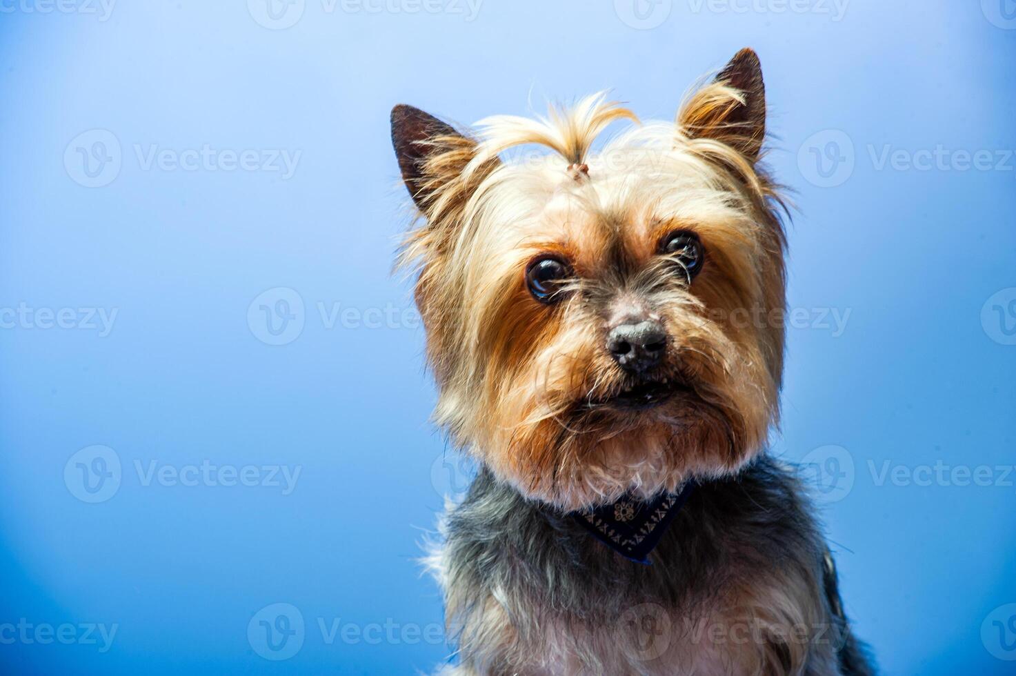 ung utställning yorkshire terrier i studio interiör foto