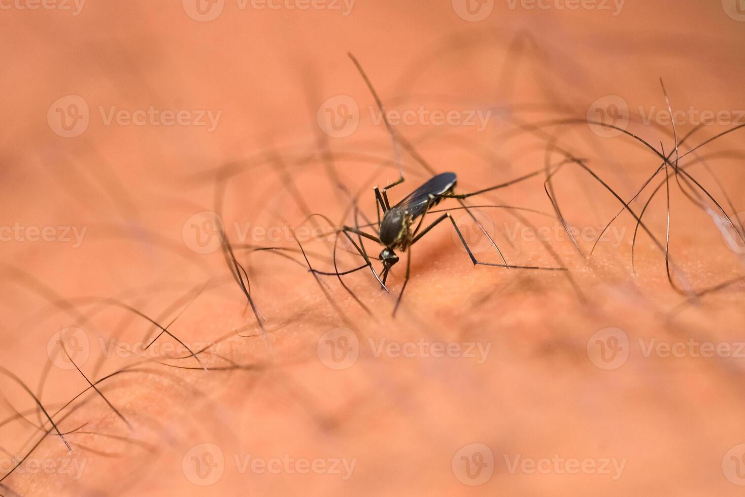 mygg är matning på mänsklig hud blod. mygg är transportörer av dengue feber och malaria. dengue feber är mycket förhärskande under de regnig säsong. foto