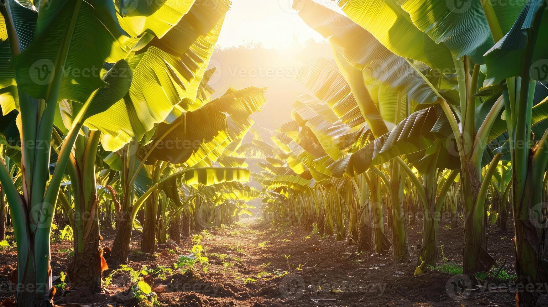 ai genererad banan träd plantage i natur med dagsljus foto