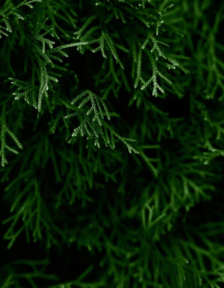mönster av grön löv. naturlig bakgrund och tapet. närbild. selektiv fokus. foto