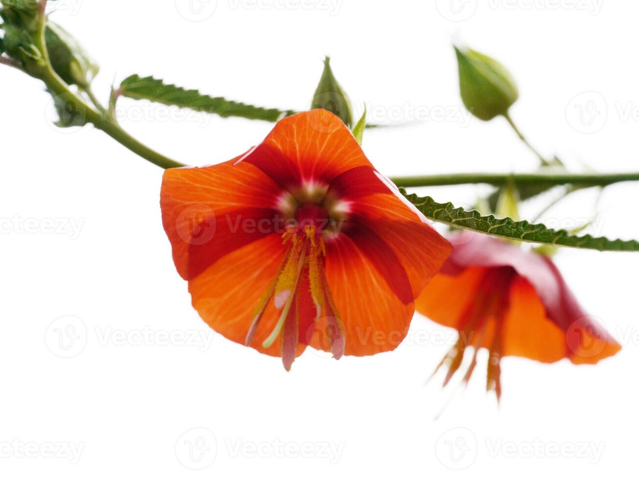 orange pentapeter phoenicea blomma. foto