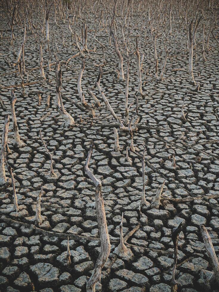 förstörelse mangrove skog landskap, förstörelse mangrove skog är ett ekosystem den där har varit allvarligt nedbruten eller utslagen sådan som livsmiljö, och förorening, ta vård av de mangrove skog. foto