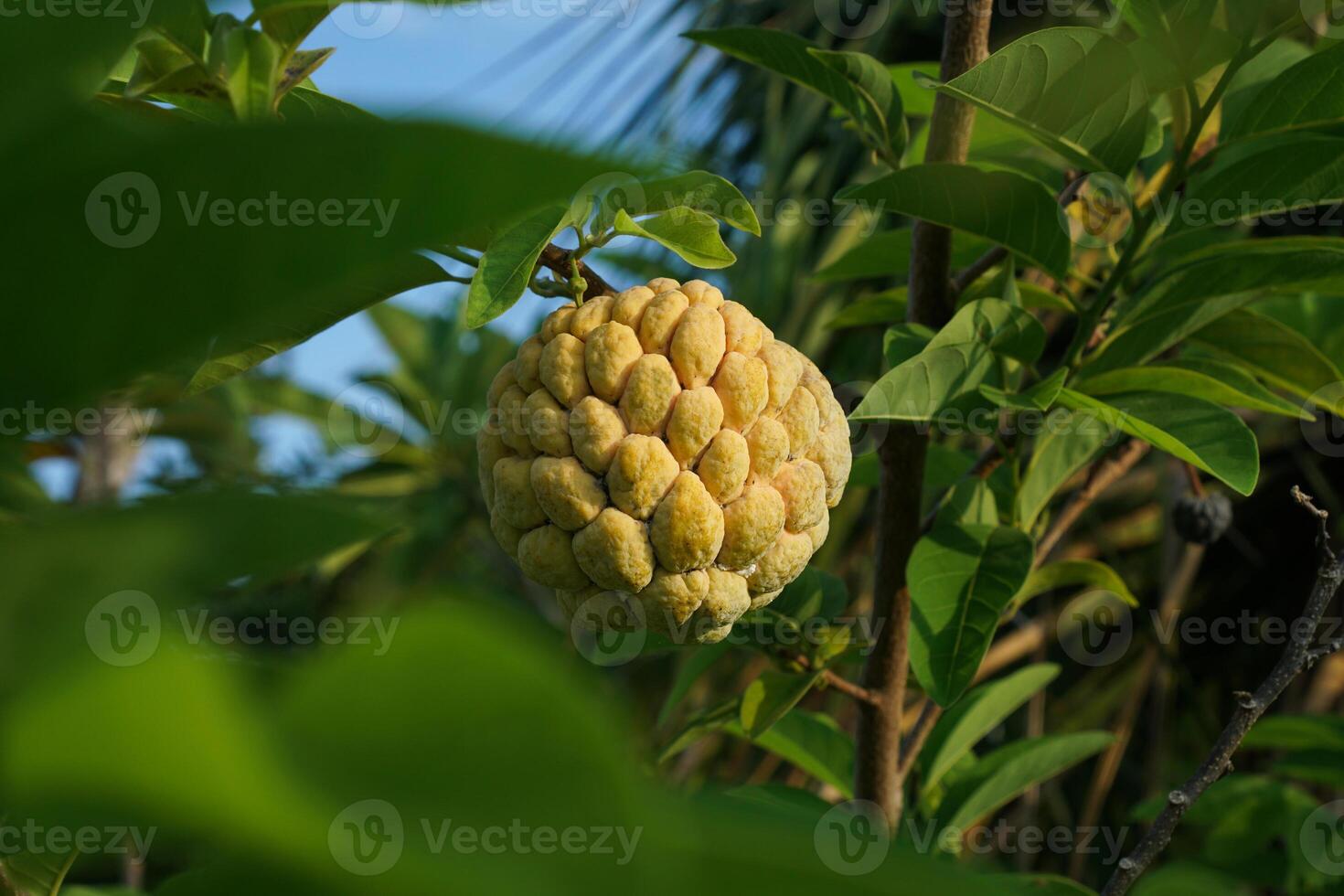 srikaya eller socker äpple frukt är en typ av frukt ursprung från de väst indies. srikaya frukt träd kan växa var som helst, deras hud former tycka om grön skalor foto