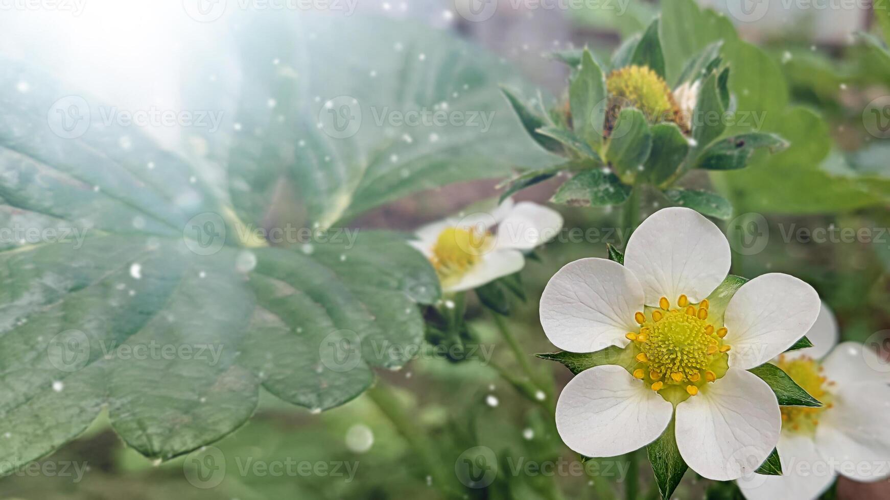 baner med en blomning jordgubb buske i de Sol. vår plantering, jordgubb plantor foto