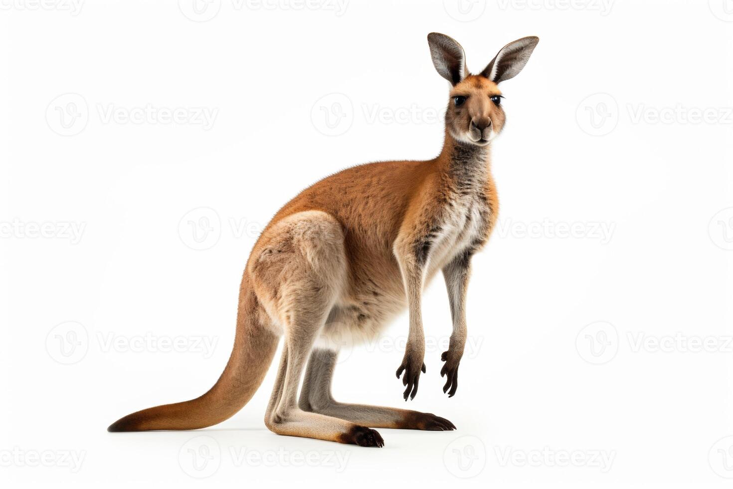 ai genererad känguru isolerat på vit bakgrund ClipArt foto