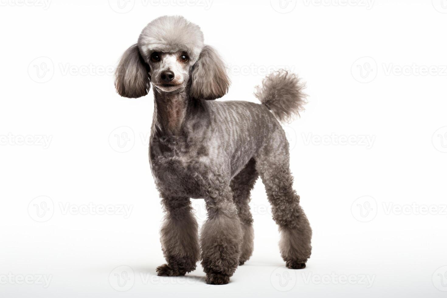 ai genererad pudel hund ClipArt foto