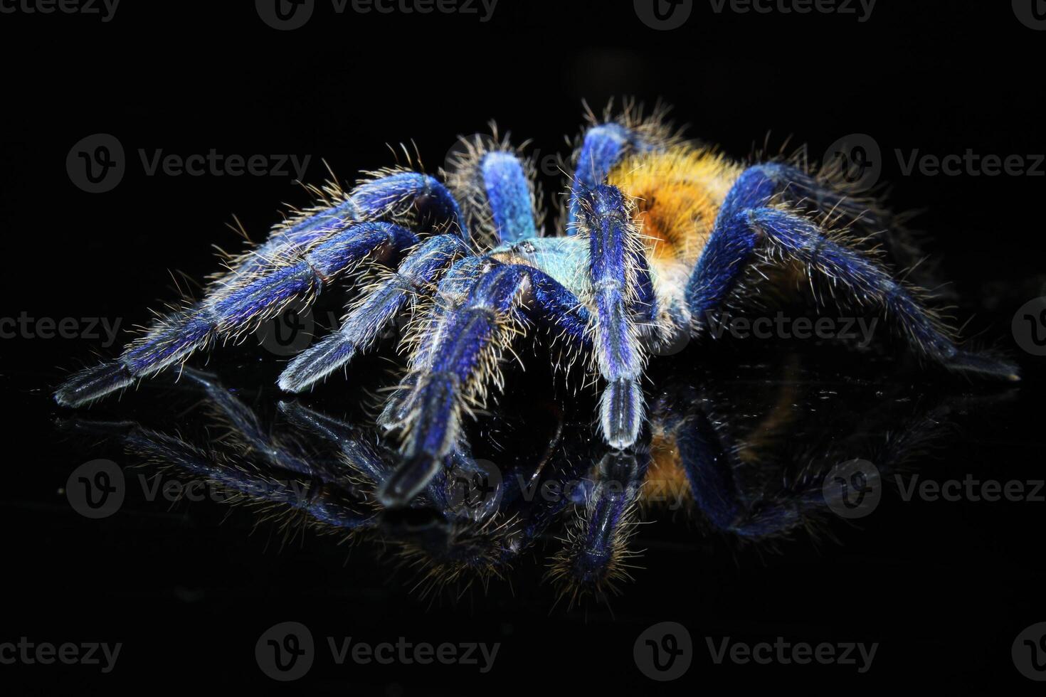 skön och skrämmande en grönflaska blå tarantel på svart glas . tarantel grönflaska blå tarantel ,kromatopelma cyaneopubescens foto