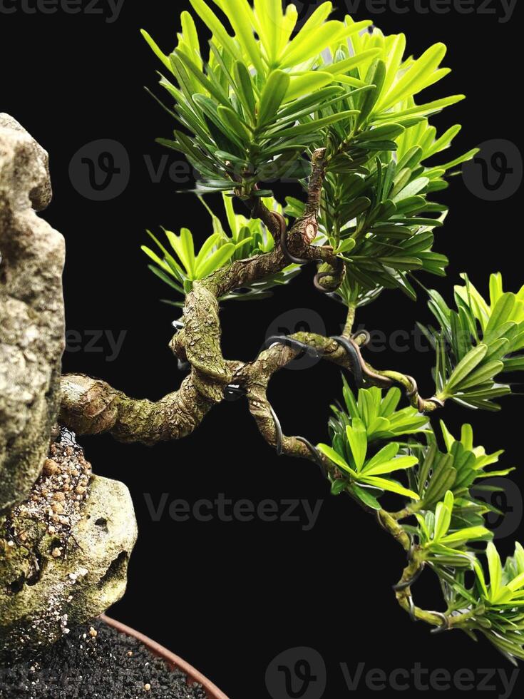 bonsai träd i en dekorativ pott foto