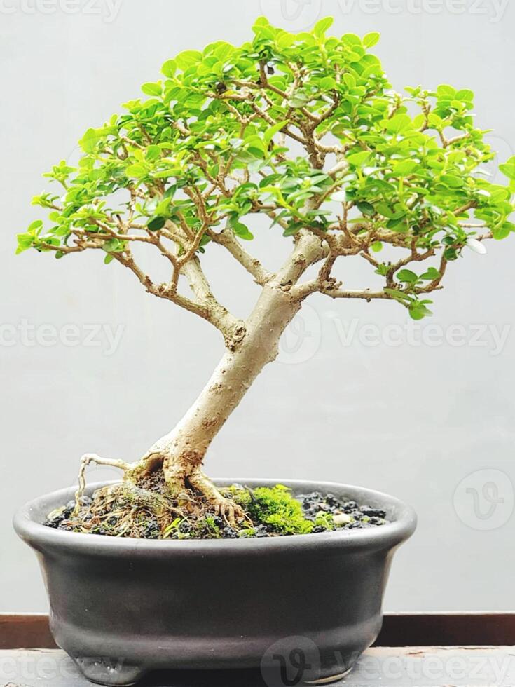 bonsai träd i en dekorativ pott foto