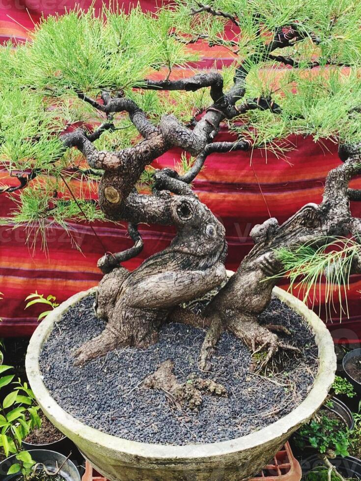 bonsai träd i en dekorativ pott foto