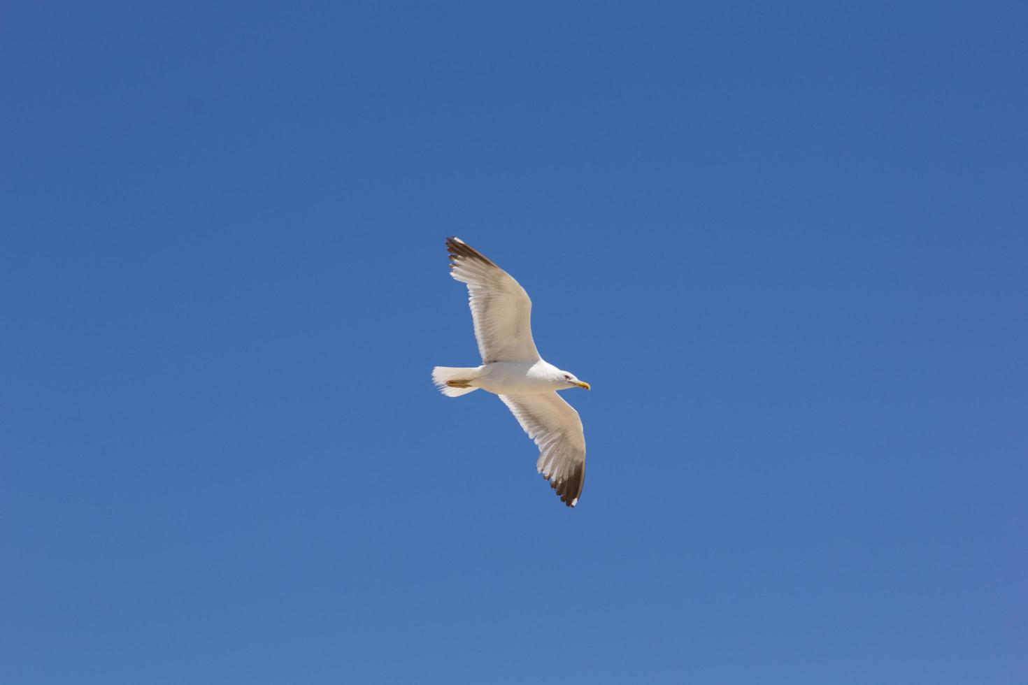 mås, fågel som vanligtvis är till havs foto