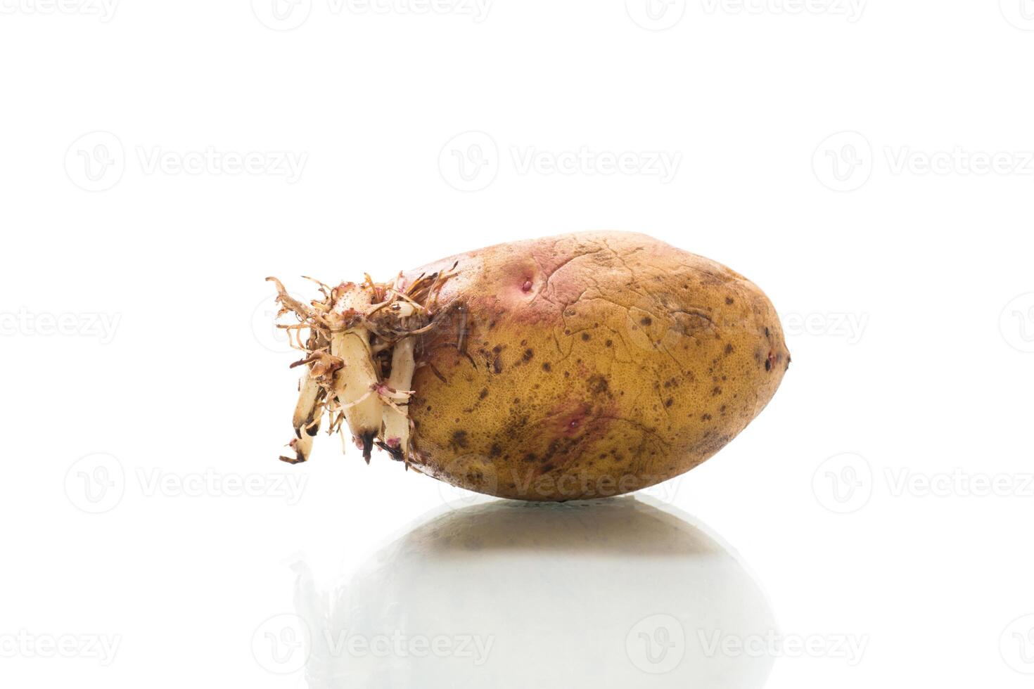 gammal potatis fröplanta med ung groddar på vit bakgrund foto