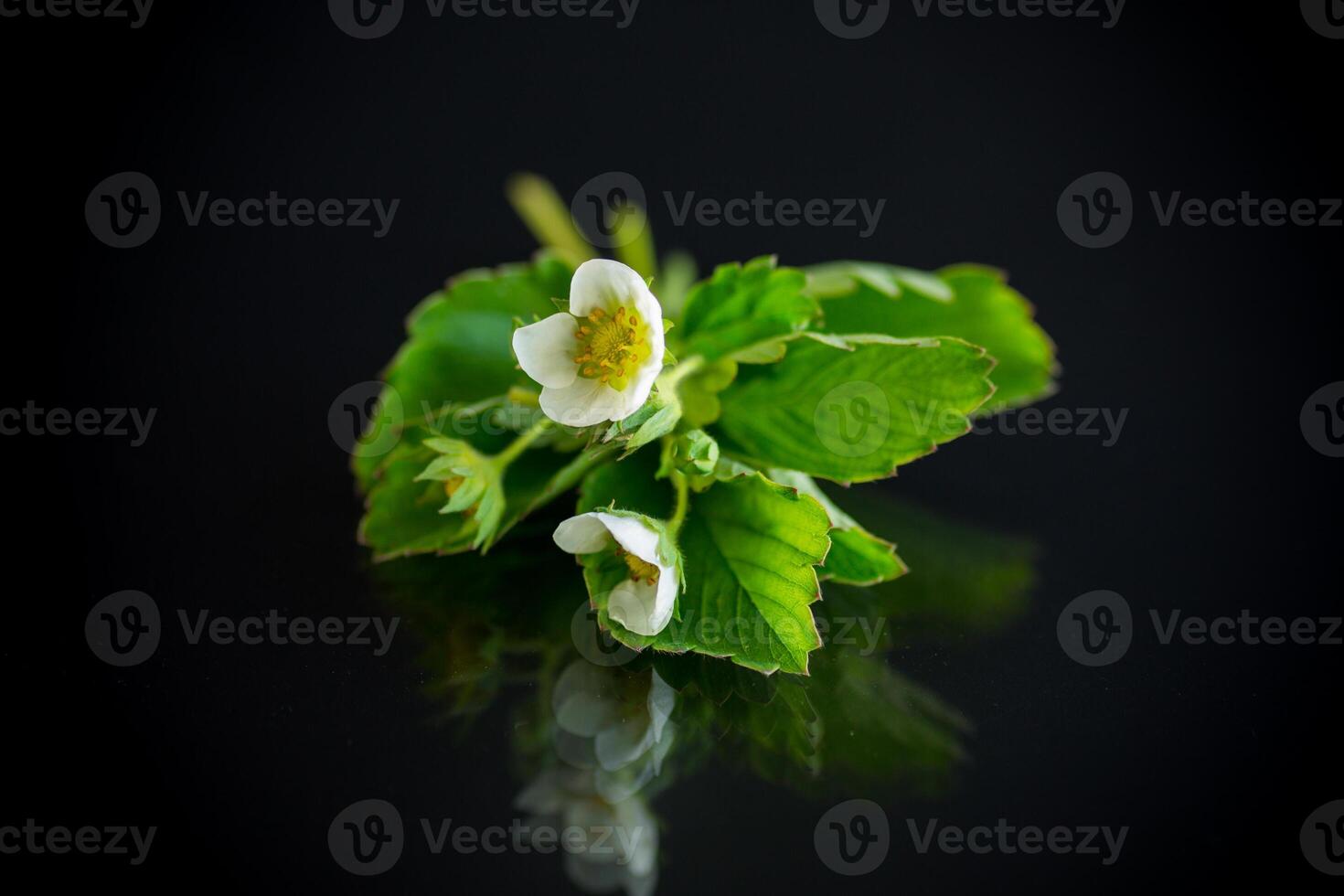 vit små jordgubb blomma med lövverk på svart bakgrund foto