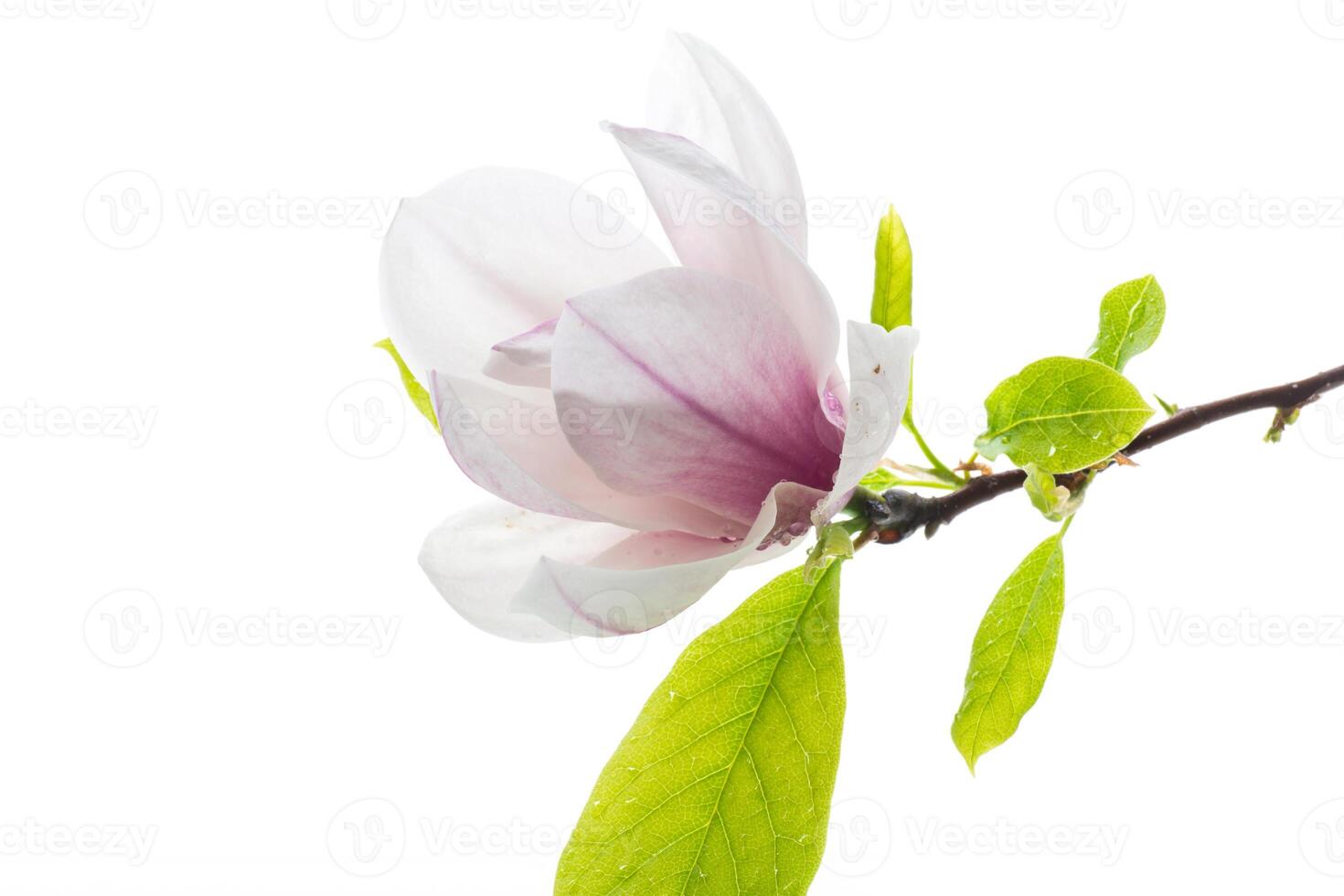 ett rosa blomma på en gren av blomning magnolia stänga upp foto