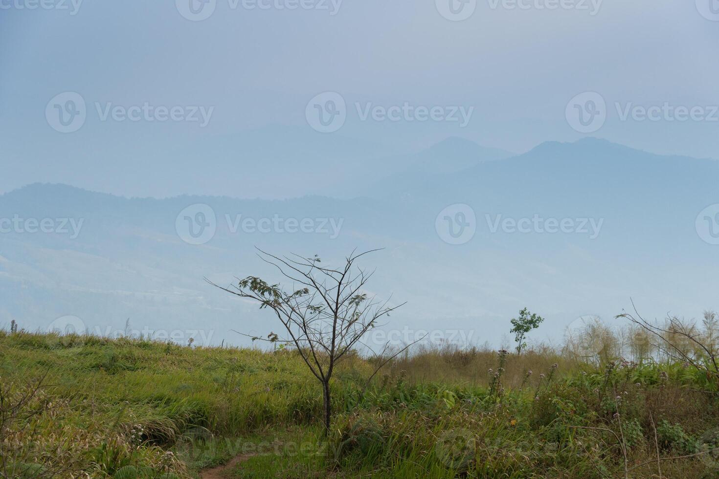 gående väg med grön gräs beläggning både sidor. väg upp till berg se punkt av phu langka. under klar av blå himmel. på phu langka phayao provins av thailand. foto