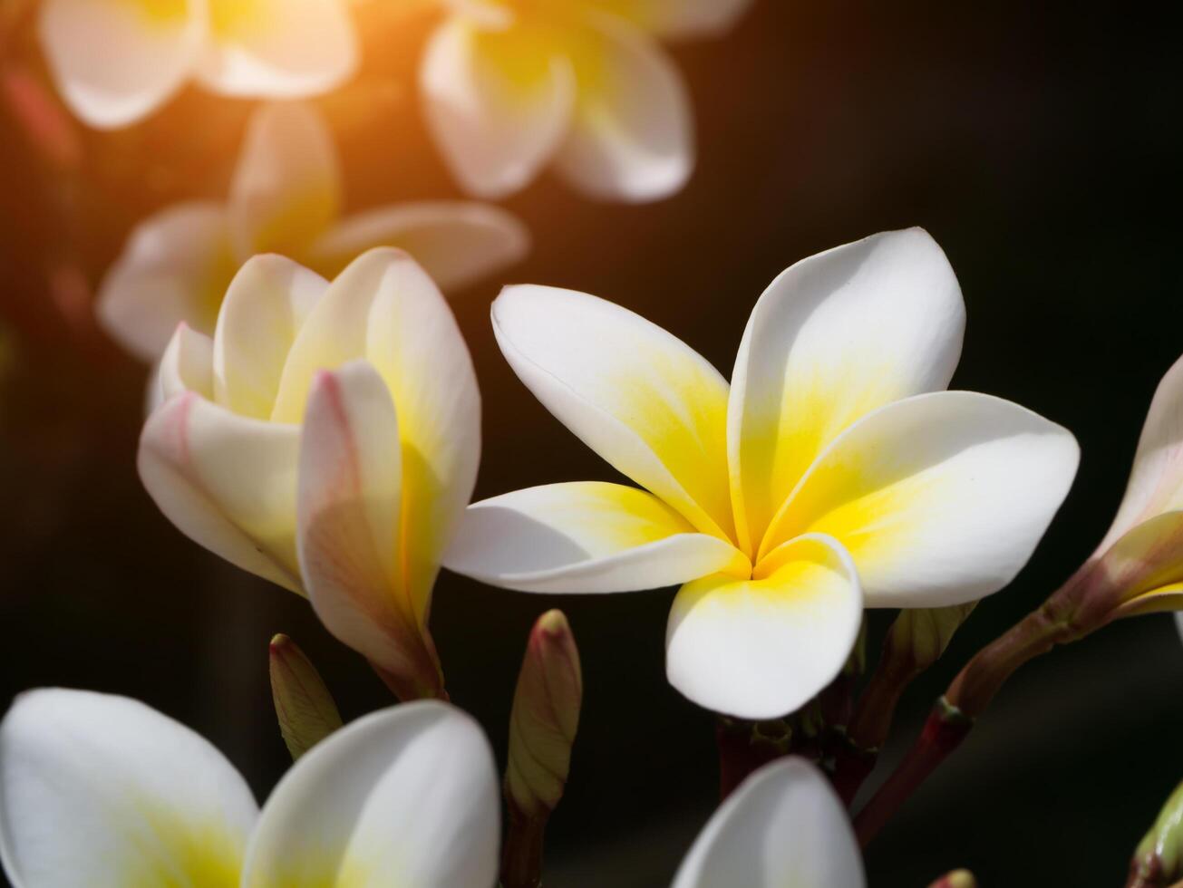 närbild av frangipani blomma foto