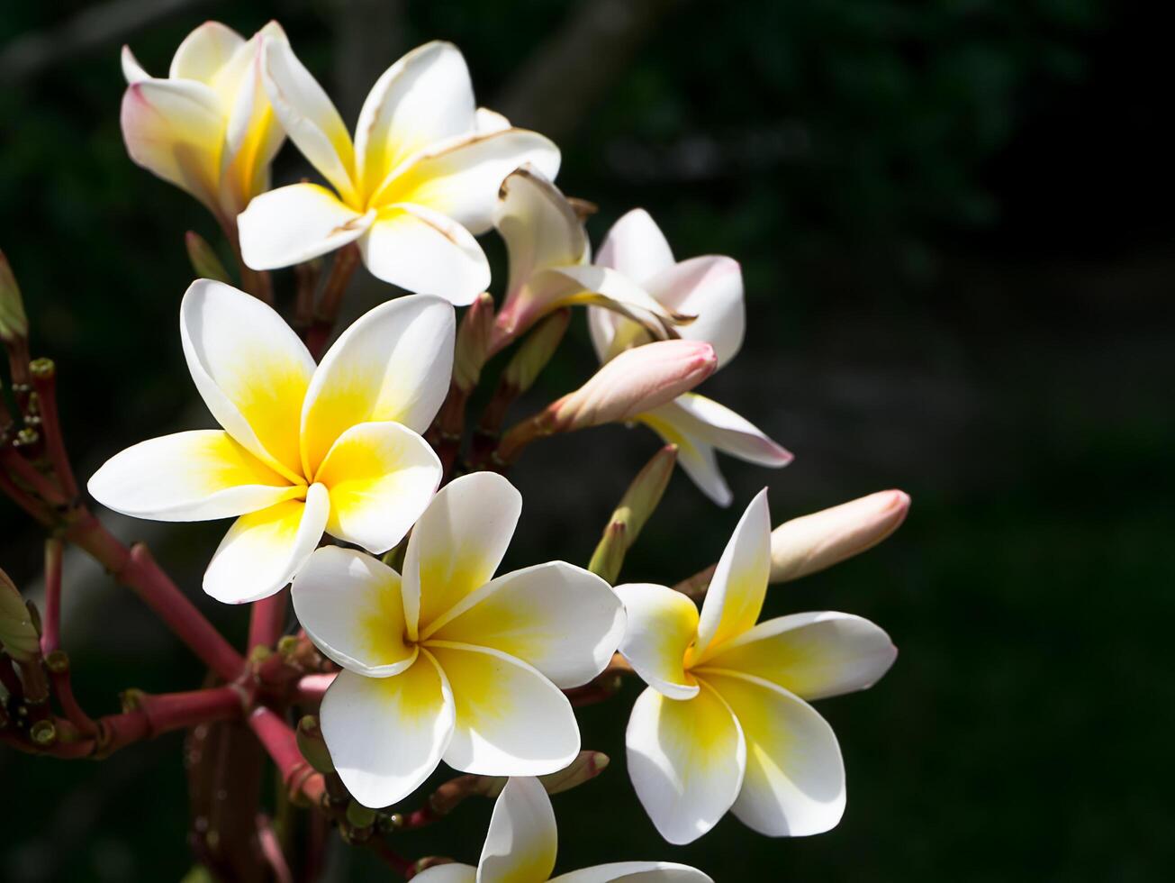 närbild av frangipani blomma foto