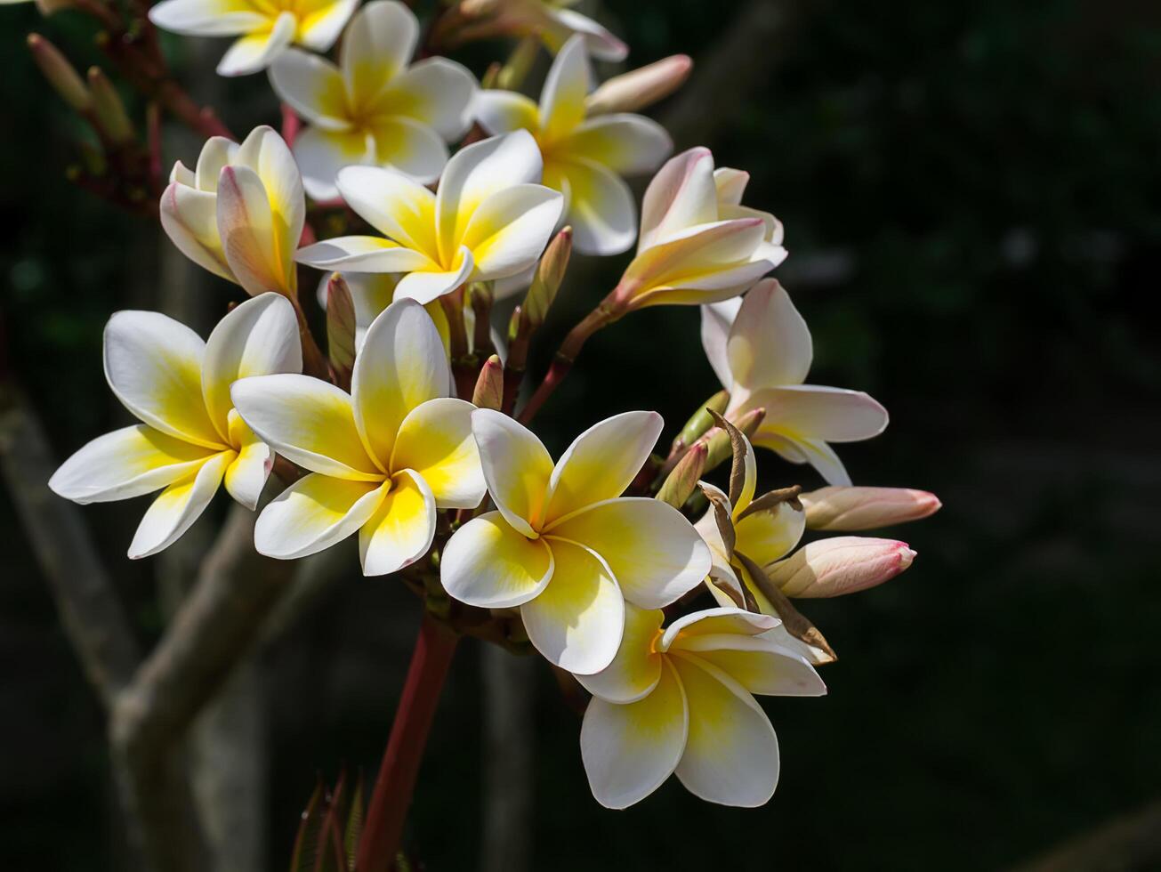 närbild av frangipani blomma foto