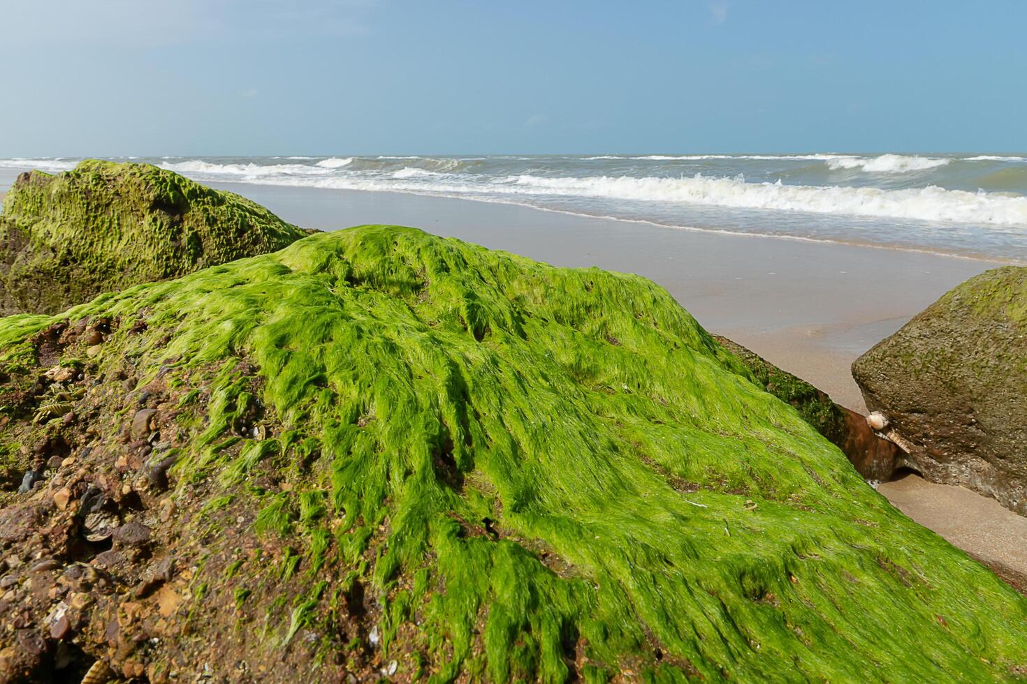grön alger på stenar foto
