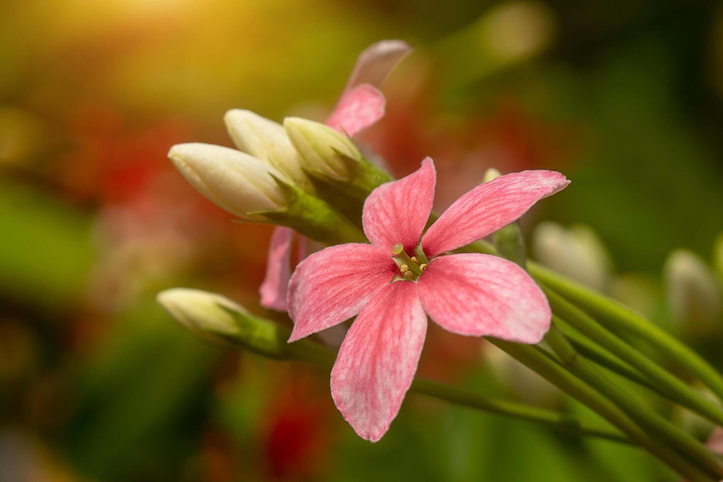 stänga upp av rangoon kryp blomma. foto