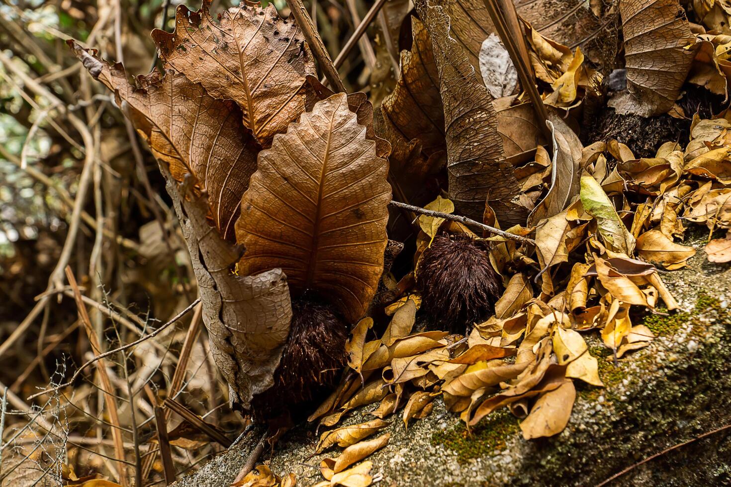 torkades löv av Eklöv ormbunke växt. foto