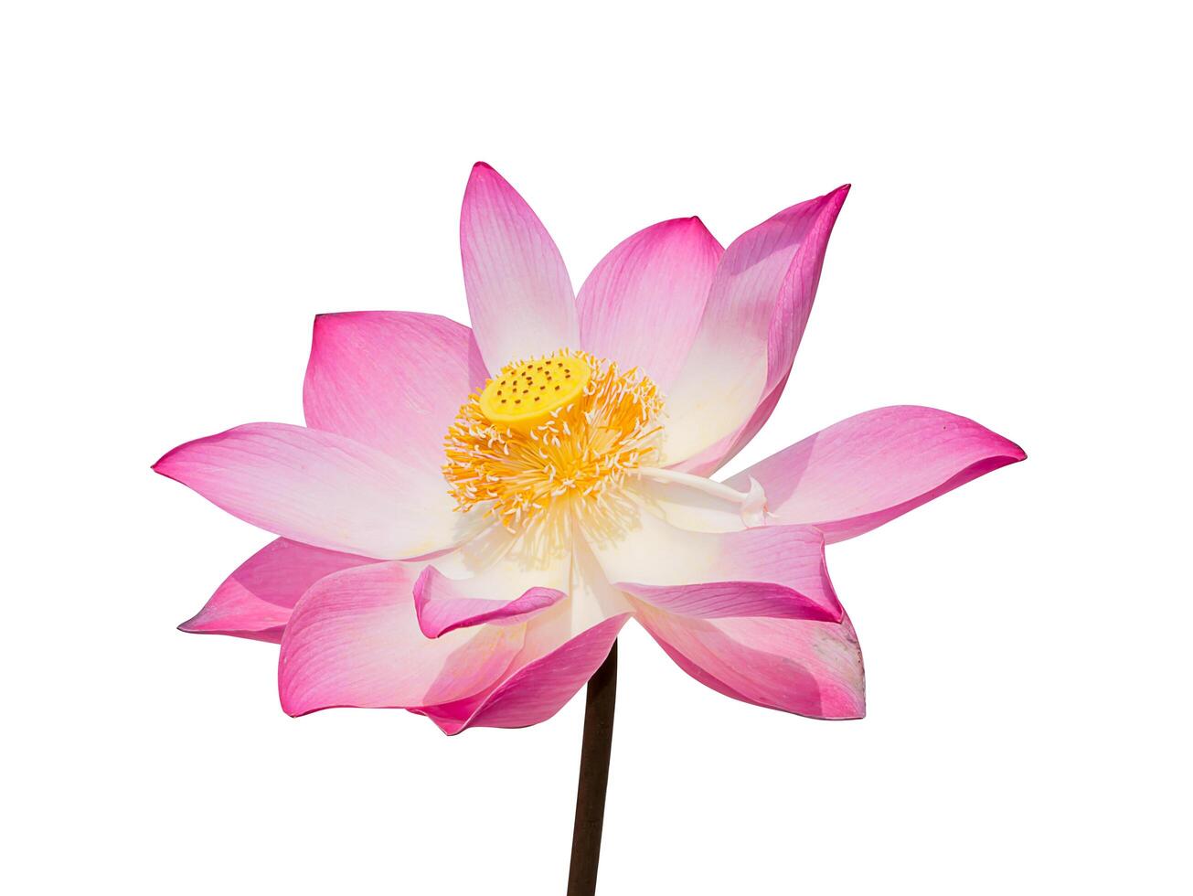 stänga upp rosa lotus blomma. foto