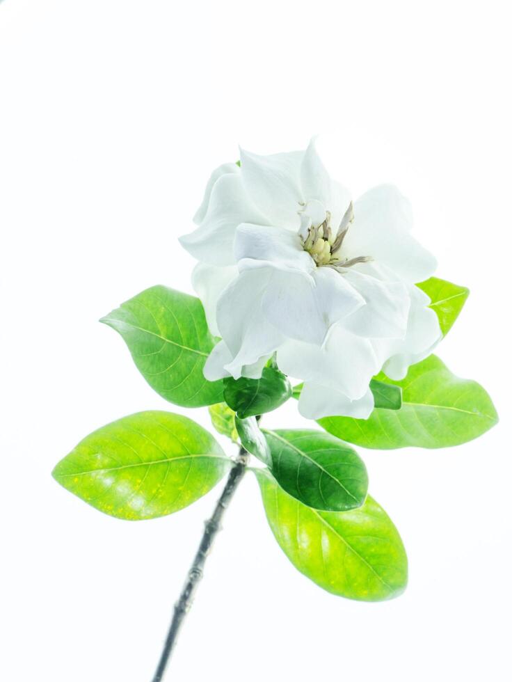 de vit av gardenia jasminoides. foto