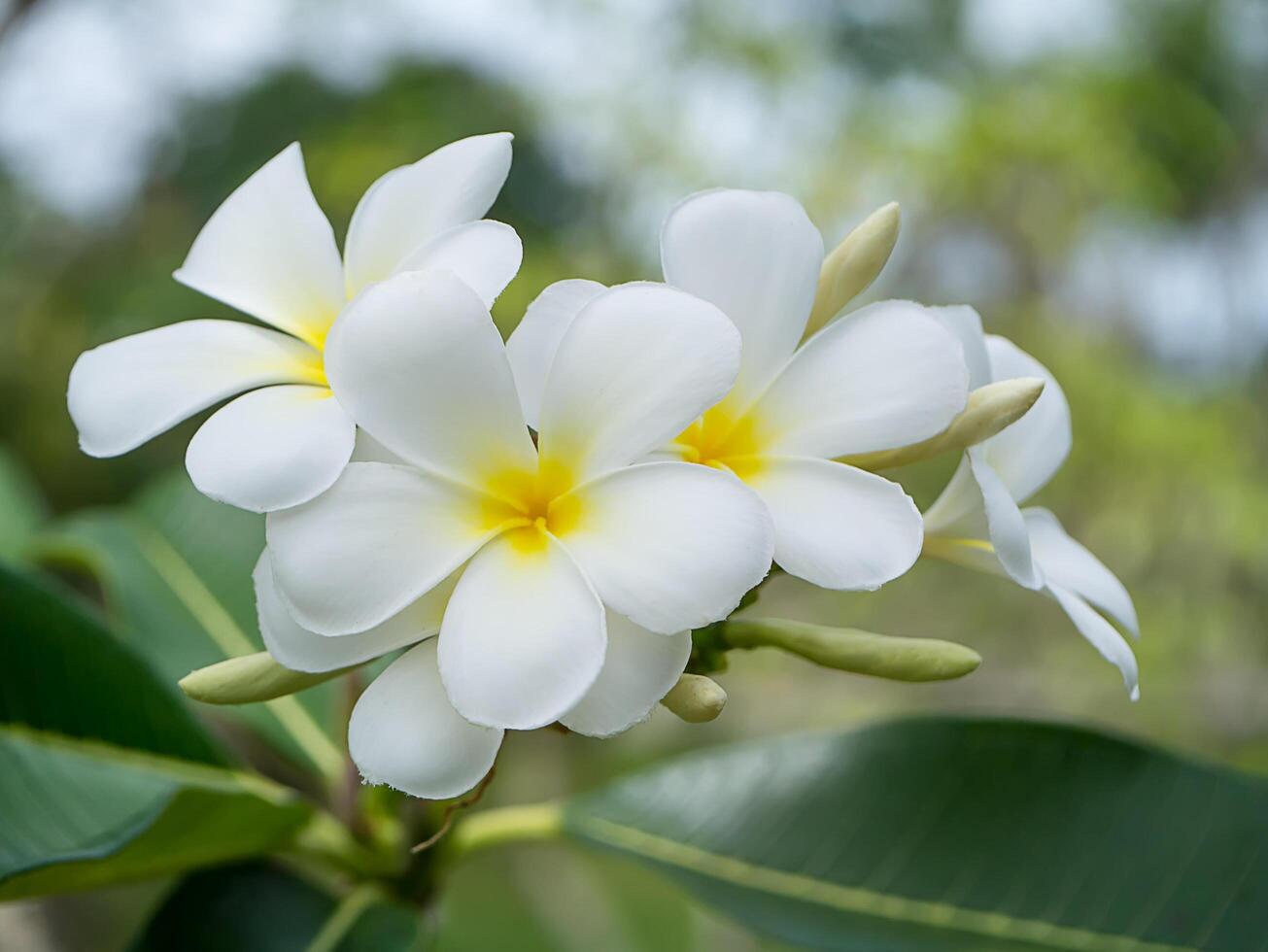 närbild av frangipani blomma foto