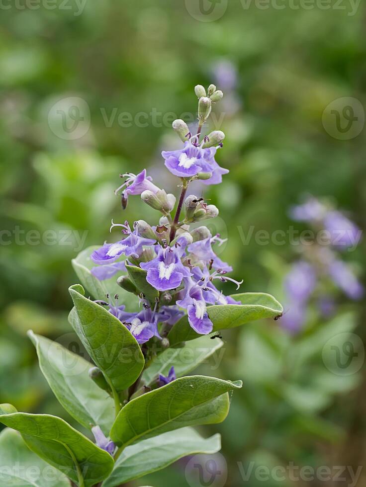 stänga upp av vitex rotundifolia växt. foto