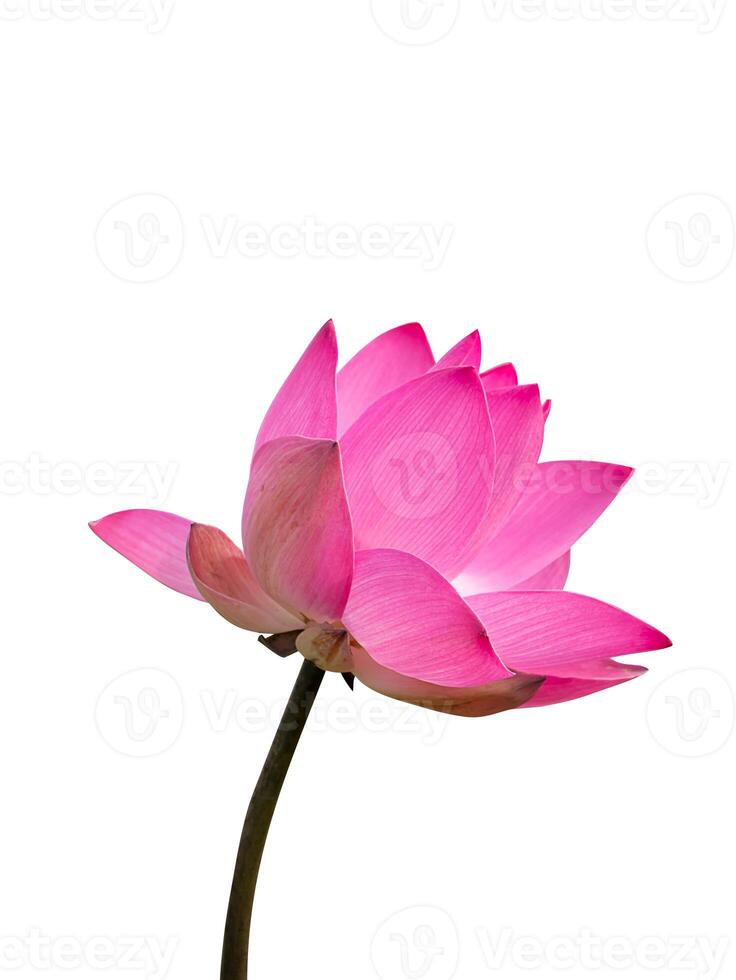 stänga upp rosa lotus blomma. foto