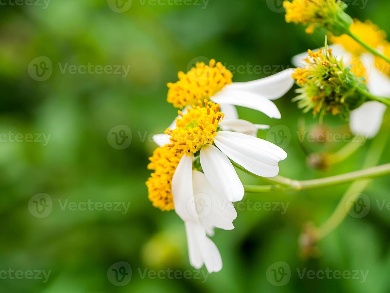 stänga upp av bidens pilosa blomma. foto