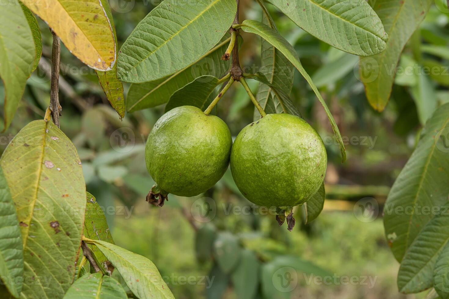 grön guava med löv på träd. foto