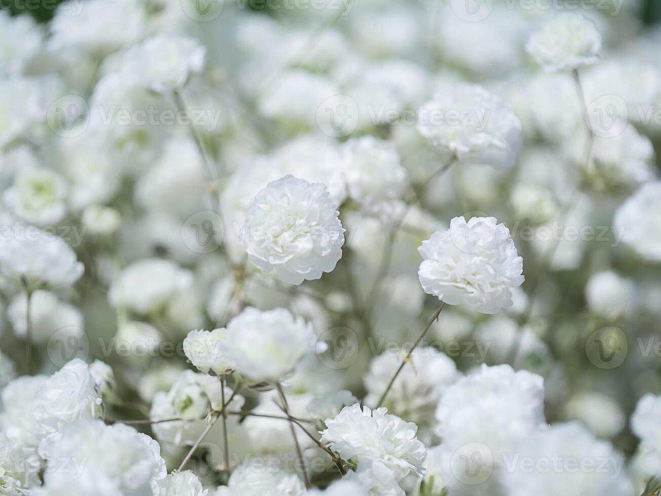 stänga upp av vit Gypsophila blomma foto