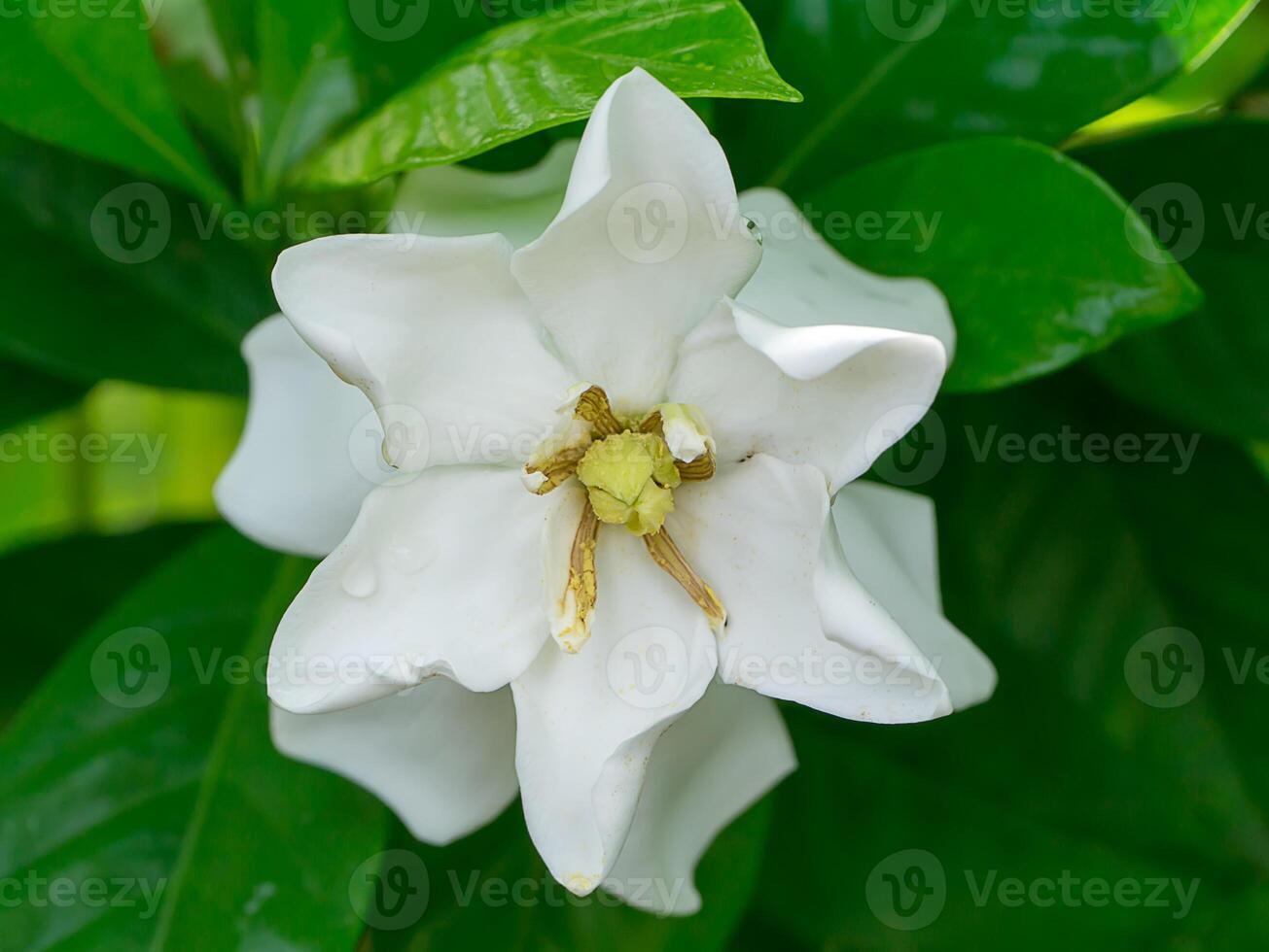 de vit av gardenia jasminoides. foto