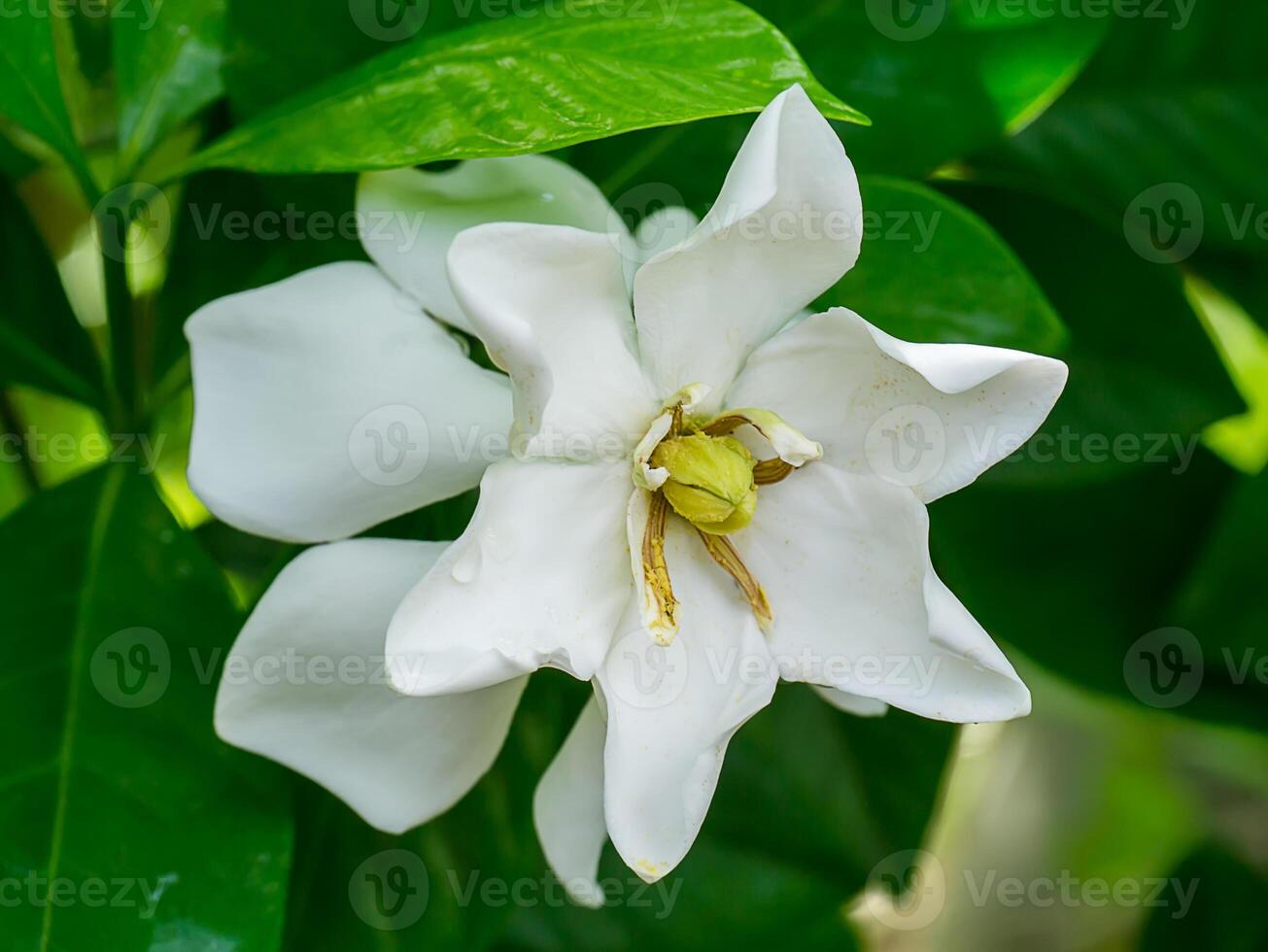 de vit av gardenia jasminoides. foto