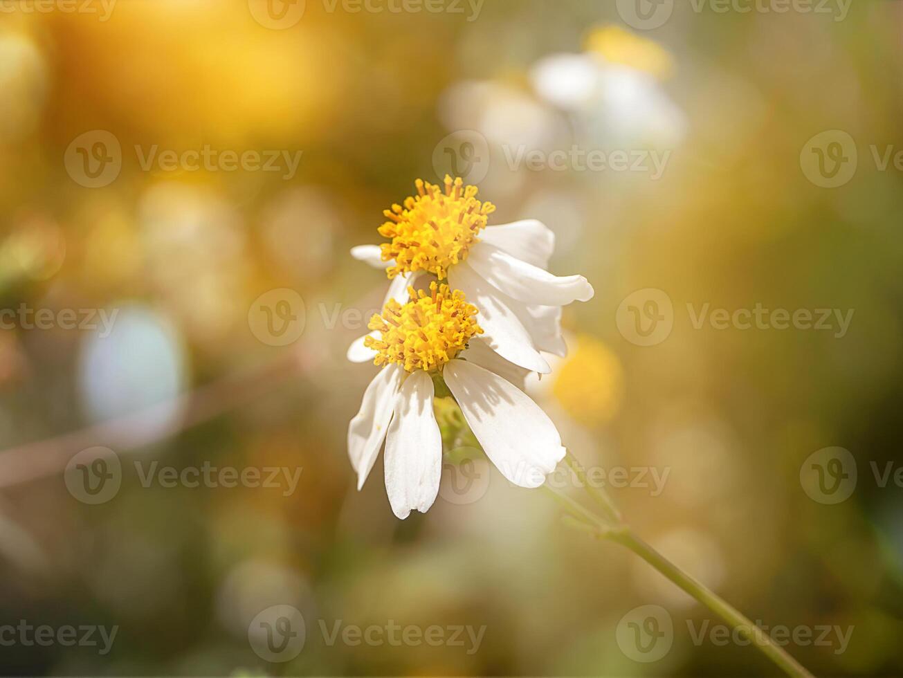 stänga upp av bidens pilosa blomma. foto