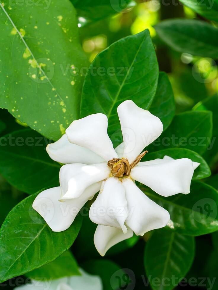 de vit av gardenia jasminoides. foto