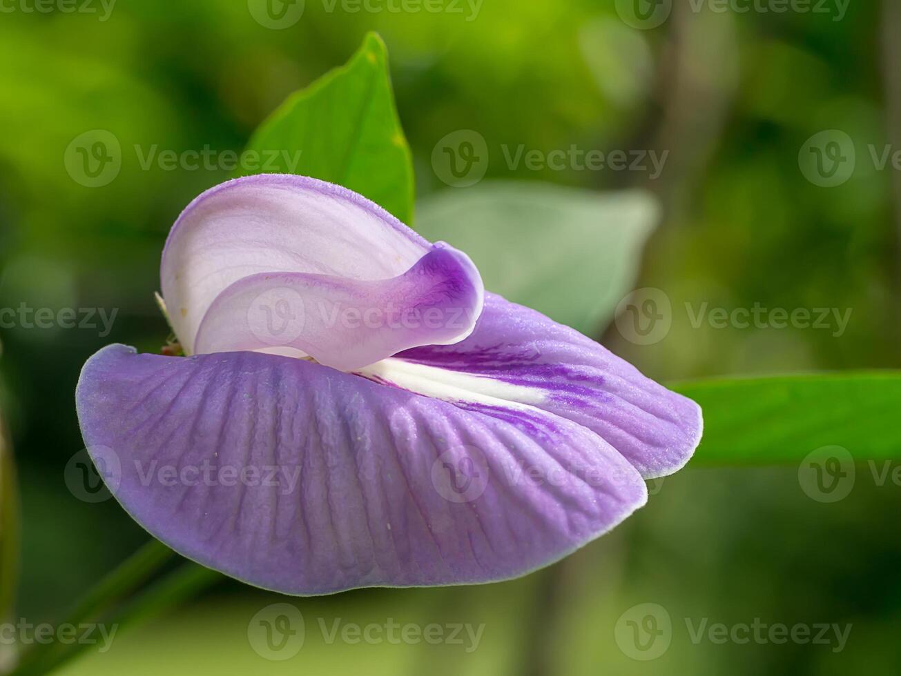 stänga upp av violett blomma. foto