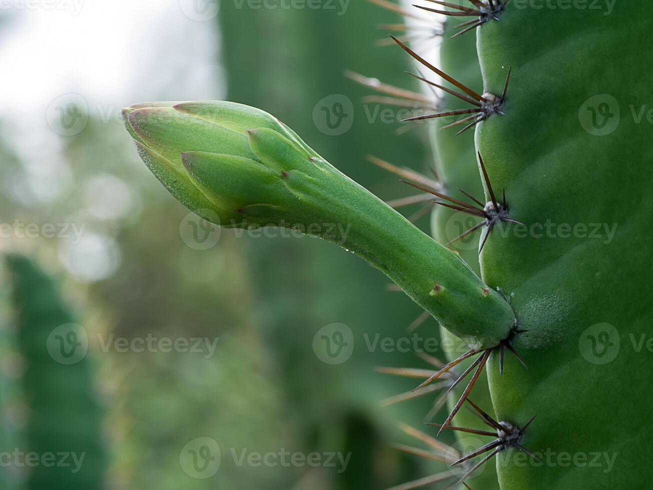 stänga upp av cereus tetragonus växt. foto