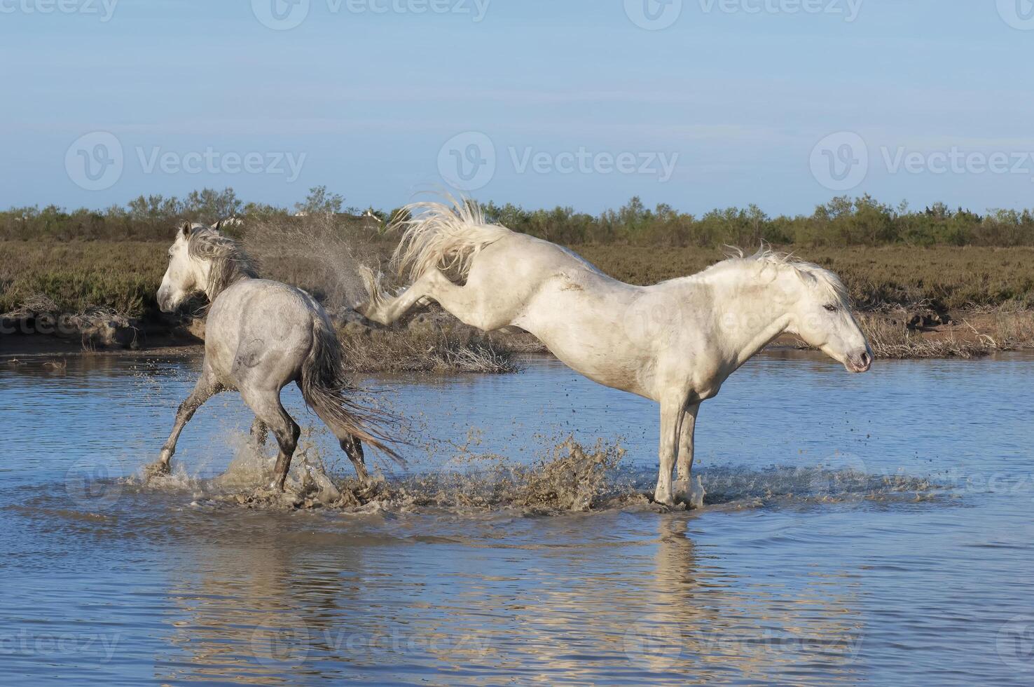 camargue häst hingst sparkar i de vatten, bouches du rhone, Frankrike foto