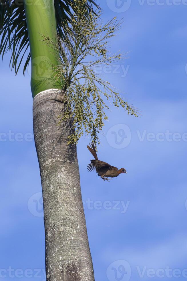 kastanjhuvud chachalaca flygande från en kunglig handflatan träd, ortalis ruficeps, amazon handfat, Brasilien foto