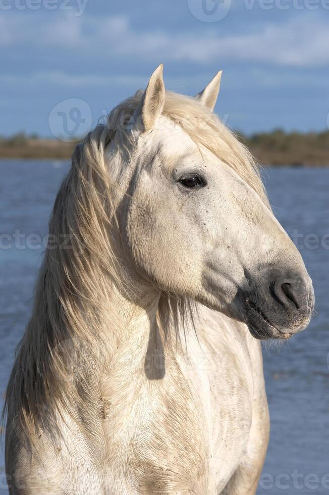 camargue häst hingst porträtt, bouches du rhone, Frankrike foto