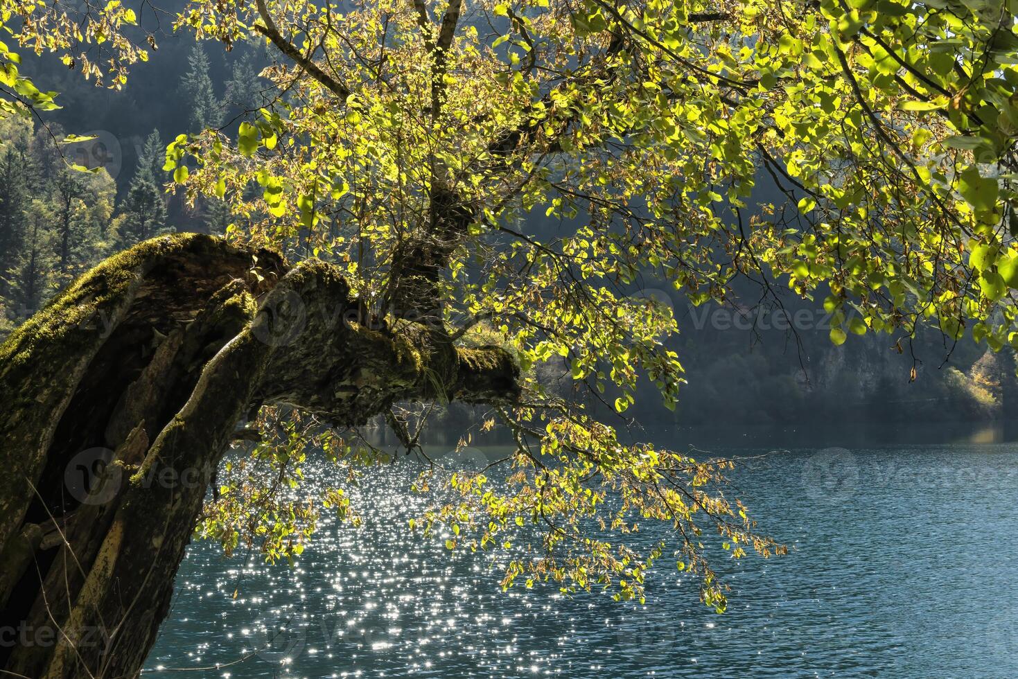 panda sjö, jiuzhaigou nationell parkera, sichuan provins, Kina, unesco värld arv webbplats foto